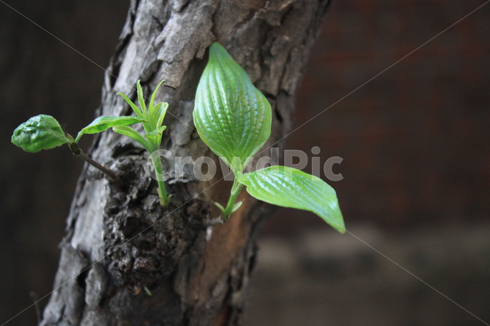 새싹,나무,생명,여름,푸른,식물,자연,plants,nature