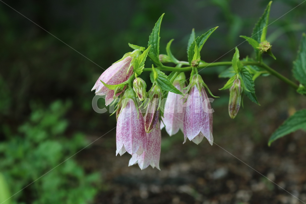 섬초롱,plant,식물,flower,꽃,식물,자연,plants,nature