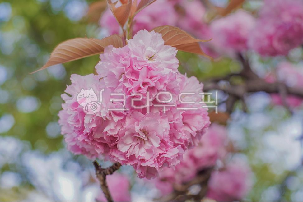 봄, 봄꽃, 핑크색, 분홍색, 분홍색꽃, 사진,이미지,일러스트,캘리그라피 - Glees작가