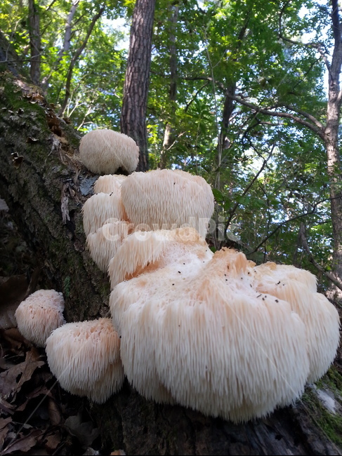 노루궁뎅이버섯,궁뎅이버섯,버섯,자연산버섯,야생버섯,식용버섯,약용버섯,식물,자연,plants,nature,버섯,mushroom