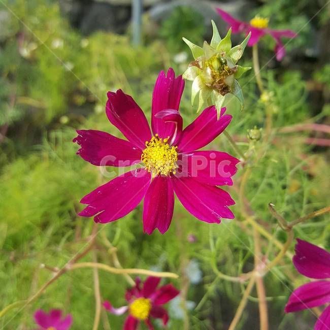 plant,식물,꽃,화단,pollen