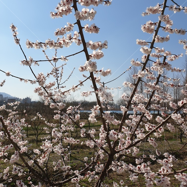 꽃,flower,하늘,sky,벚꽃,cherryblossoms,나뭇가지,white
