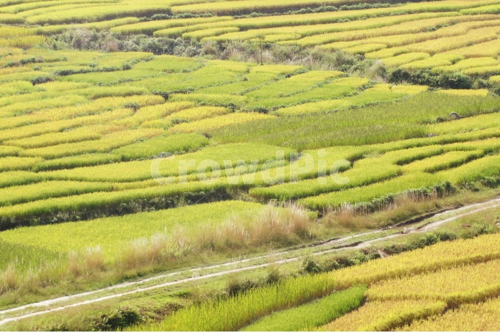 벼,농사,자연풍경,감성사진,쌀,수확,가을,식재료,음식,식물,밥,주식,green,ricefield,그린,쌀농사,추수,계단식,동양,asia,agriculture,농경,산업,industry,industrial,농업,농사,agriculture,farming,farming industry