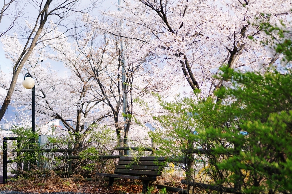 벚꽃,벚꽃나무,봄,봄꽃,벚꽃잎,벚나무,벤치의자,봄,계절,spring,season,식물,자연,plants,nature,꽃,flower,plant
