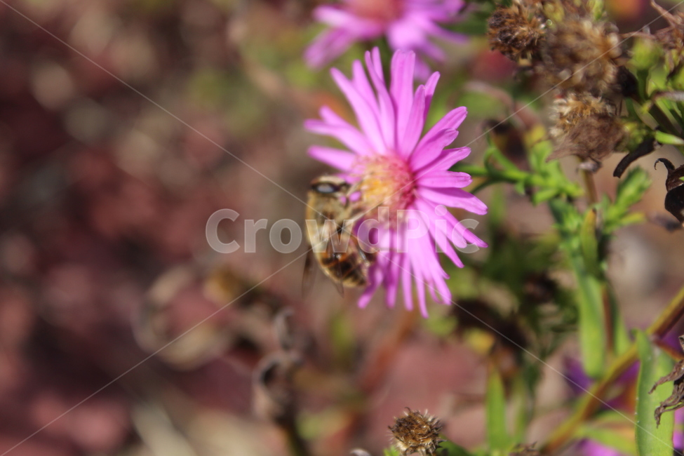 bee,벌,꽃,식물,blossom,식물,자연,plants,nature,꽃,flower