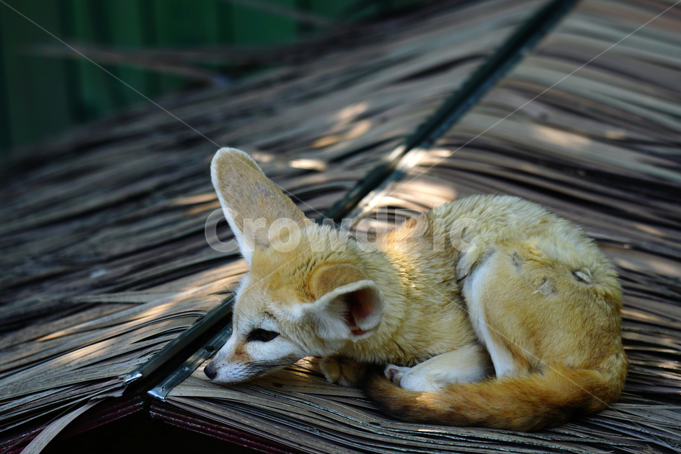 사막여우,여우,fox,페넥여우,fennecfox,포유류,육식동물,동물,animal,동물,animal,포유류,mammal