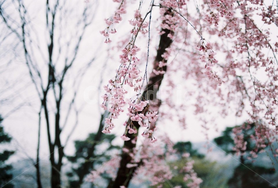 벚꽃,꽃,감성,벚꽃나무,따뜻함,분홍,cherryblossom,flower,sensitivity,자연,나무,식물,봄날,봄,nature,spring,계절,나들이,배경화면,배경,trees,아름다운,예쁜,힐링,봄,계절,spring,season,식물,자연,plants,nature,꽃,flower,plant,blossom
