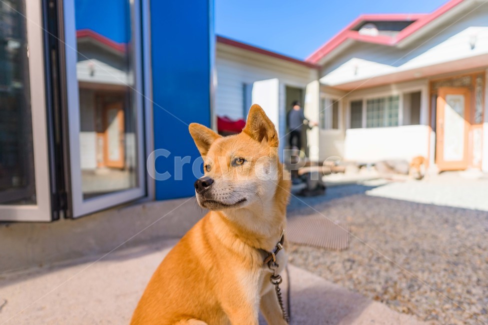 dog,개,동물,진도개,진돗개,시골개,동물,animal,포유류,mammal,개,강아지,dog,doggy