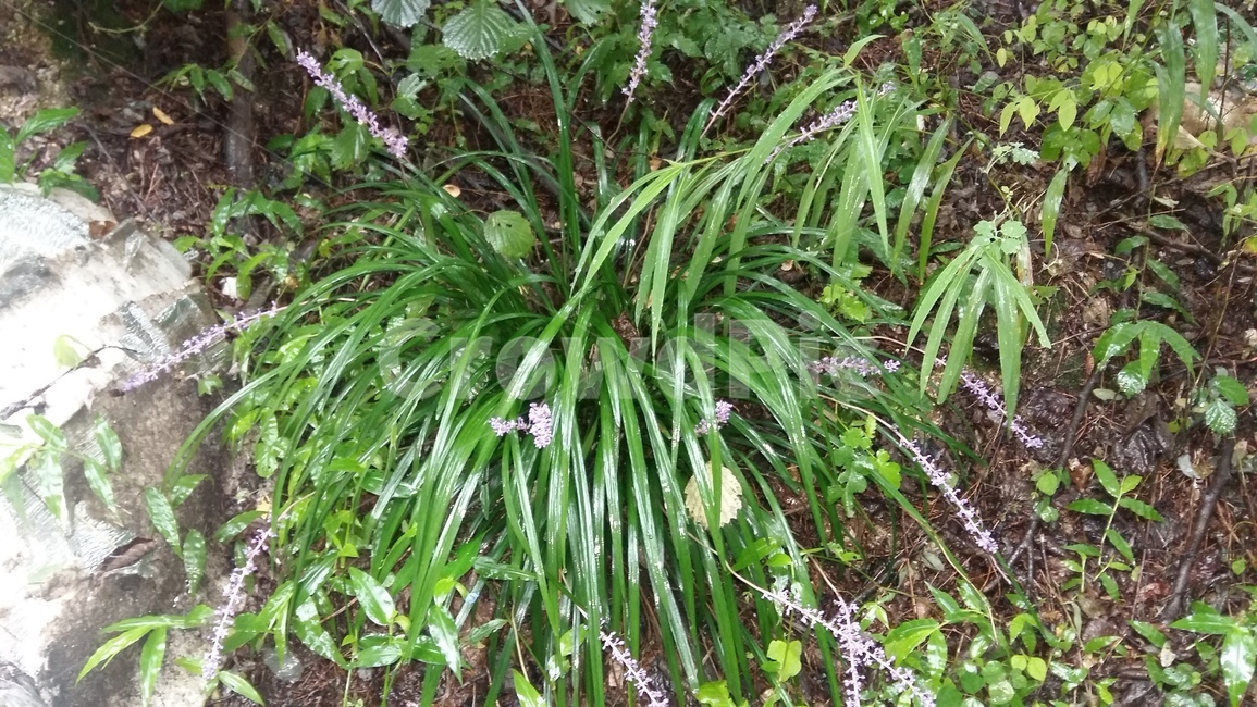 들꽃,야초,풀,사랑,기백,야산,식물,자연,plants,nature
