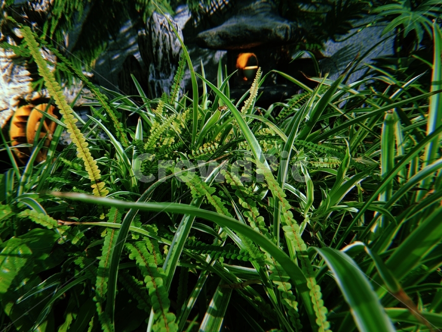 식물,잎,수풀,촛불,풀,초목,비밀스러운,물레방아,숲,plant,green,grass,candle,식물,자연,plants,nature