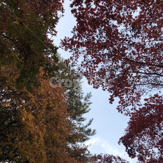 자연,픙경,나무,나뭇잎,단풍,단풍잎,하늘,푸른하늘,sky,nature,tree,maple