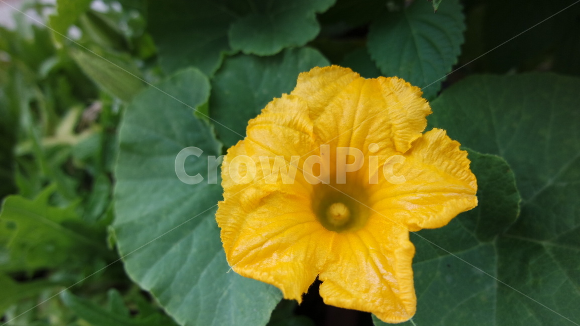 호박꽃,단호박꽃,꽃,자연,식물