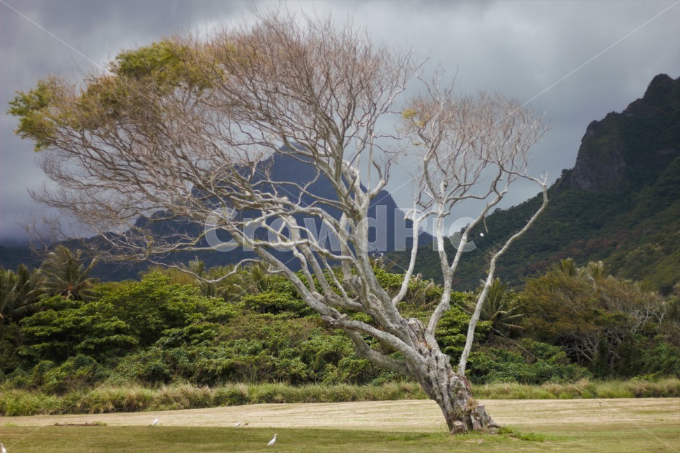 나무,앙상한나무,하얀나무,쓰러질듯,tree,white,산,멋진,앙상,흐린날,흐린,하와이,hawaii,식물,자연,plants,nature,나무,trees,wood