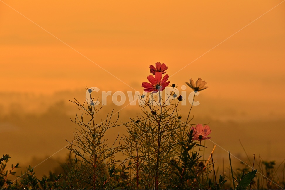전남,함평,밀재,밀재일출,여명,아침,해돋이,sky,하늘,dawn,새벽,redsky,붉은하늘,fog,안개,plant,식물,nature,자연,outdoors,옥외,scenery,풍경,landscape,경치,mountain,산,코스모스,꽃