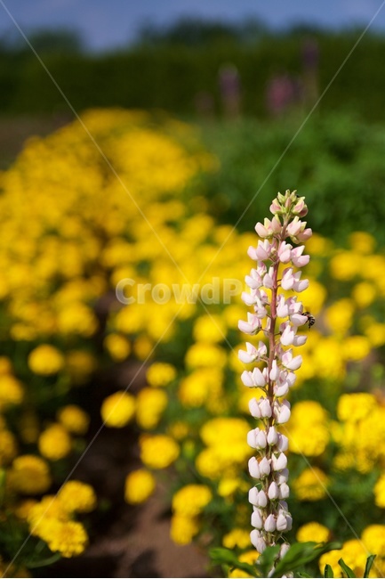 맥문동,꽃,flower,약재,포커스아웃,노란꽃,식물,자연,plants,nature,꽃,flower