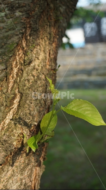 나뭇잎,나무,자연,잎,숲,식물,자연,plants,nature