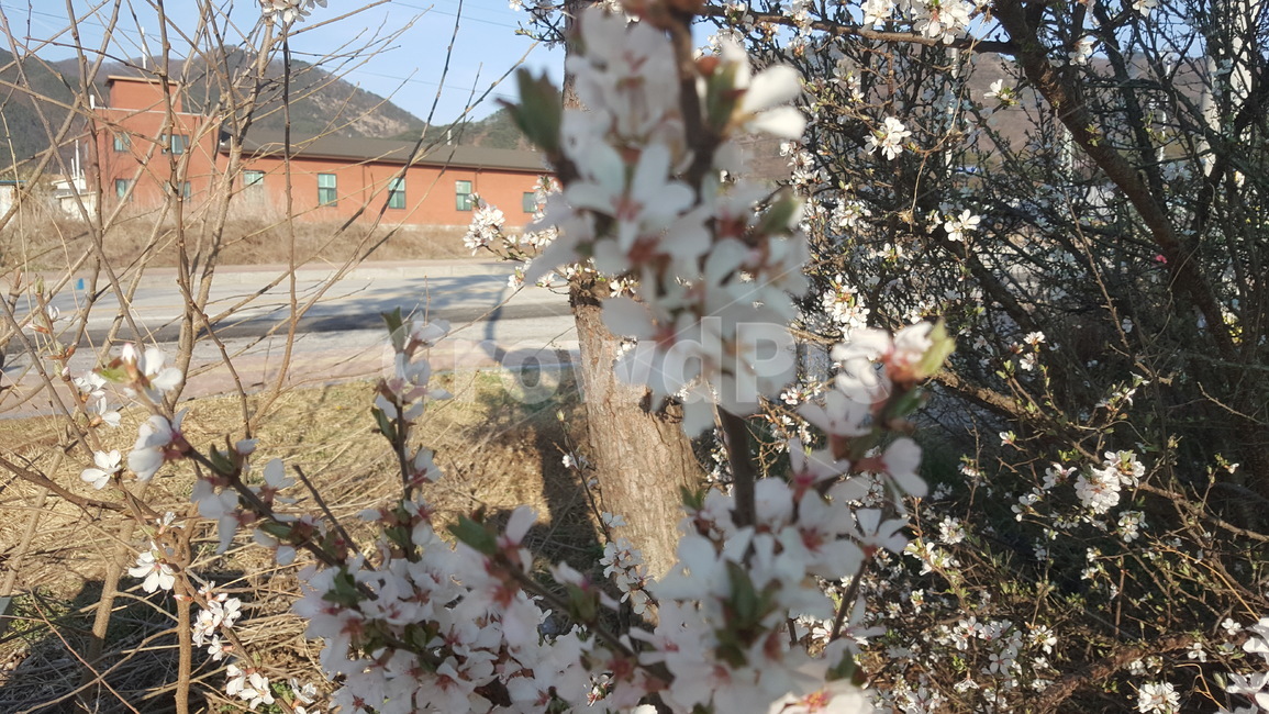 꽃,식물,화단,풍경,자연,식물,자연,plants,nature,꽃,flower