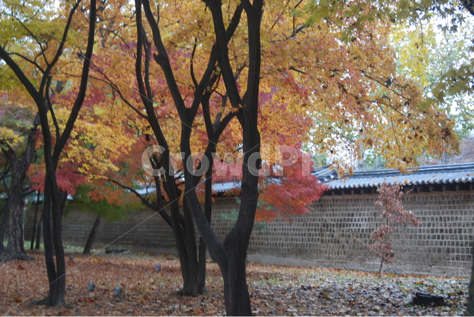 가을풍경,가을단풍,단풍,tree,나무,가을,계절,fall,autumn,season