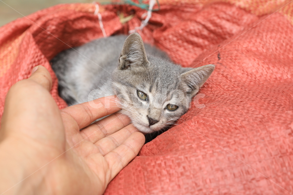 고양이,아기고양이,집고양이,코리안숏헤어,애완동물,피곤,사람손,손,동물,아깽이,냐옹이,cat,animal,koreanshorthair,hand,동물,animal,포유류,mammal,고양이,cat,kitten,kitty,사람,인물,인간,human,person,신체일부,몸,body