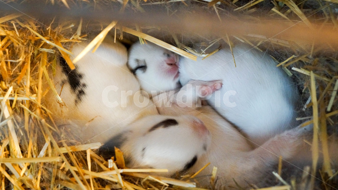 토끼,새끼,포유류,animal,동물