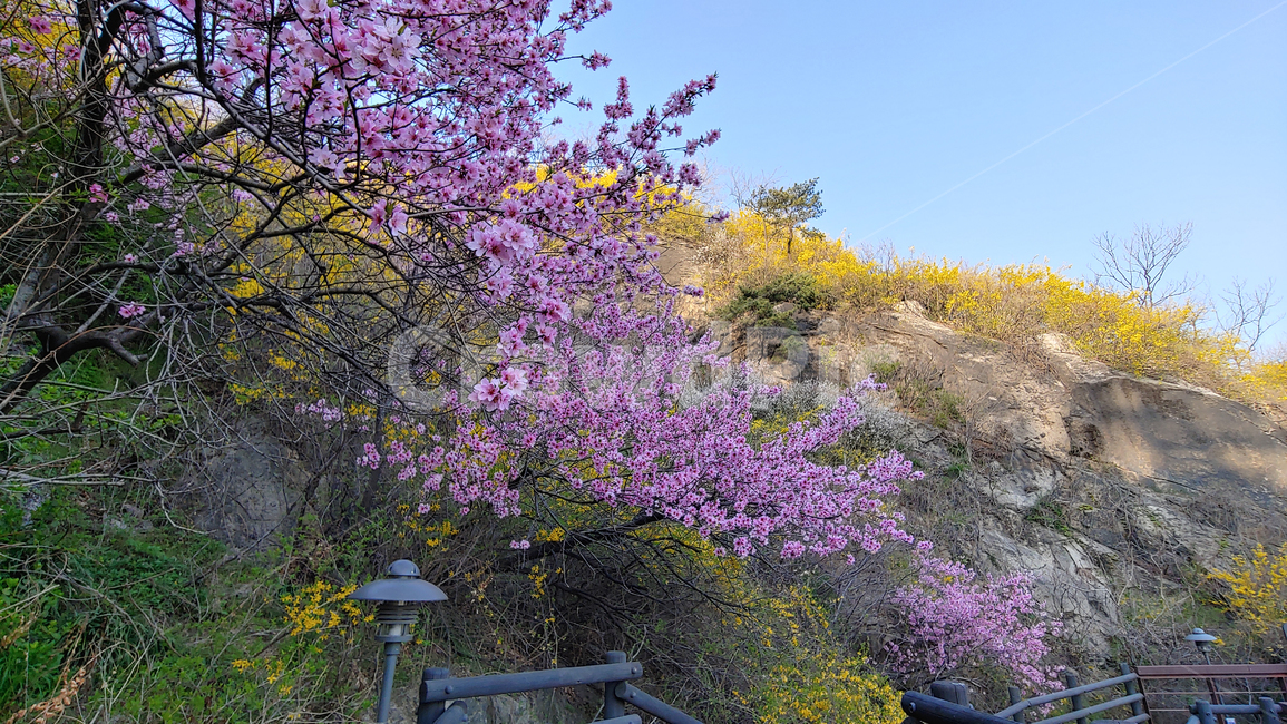 복숭아꽃,봄꽃,봄배경,시즌,계절,꽃,플라워,분홍색,야외,옥외,아웃도어,season,springflowers,plant,산책로,나무계단,식물,유실수,pink,배경,바탕,백그라운드,flowers,나무꽃,우리꽃,개나리꽃,계단,데크,봄산
