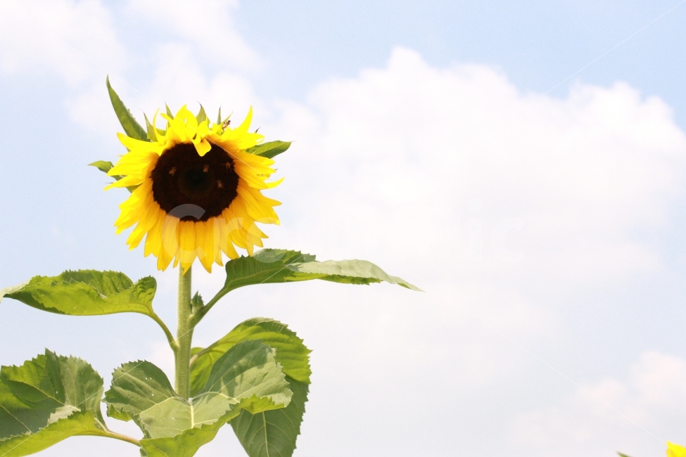대한민국,고창,천일홍,꽃,여름,꽃밭,가든,여행,해바라기,구름,여름,계절,summer,season,식물,자연,plants,nature,꽃,flower,plant,blossom