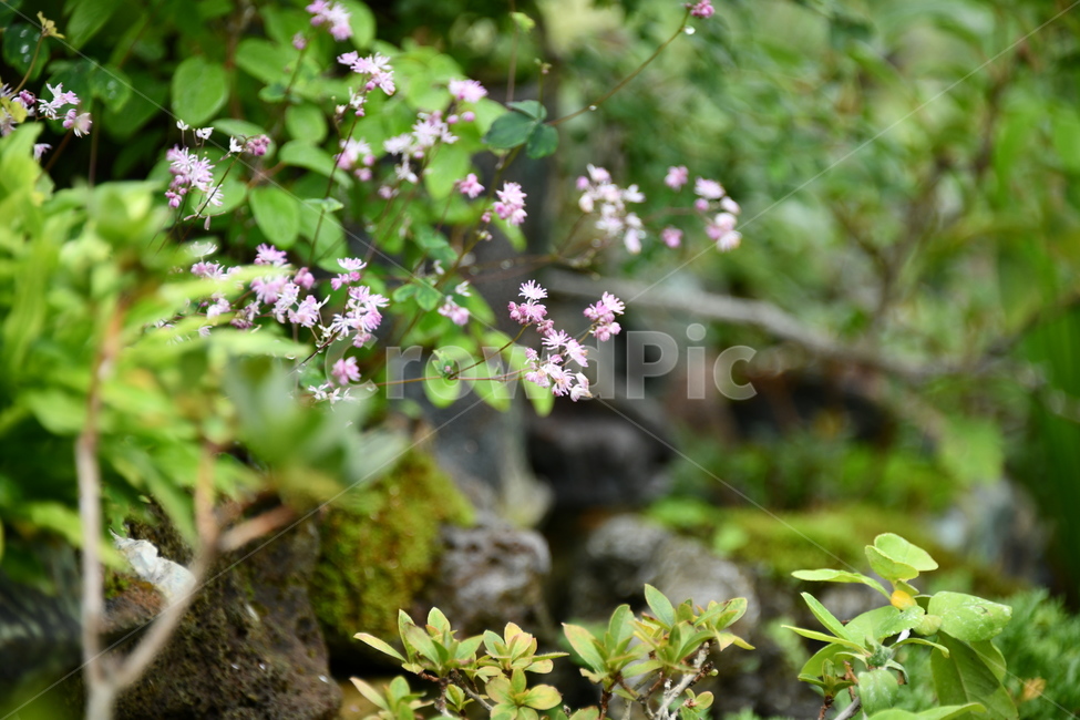 꽃,자연,식물,야생화,nature,flower,감성,feeling,배경,백그라운드