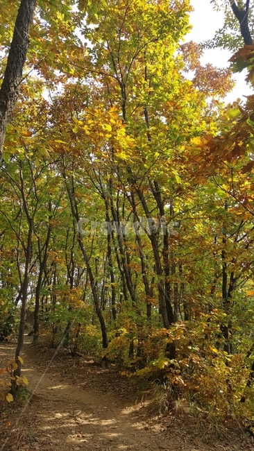 북한산,가을,단풍,오솔길,낙엽,가을,계절,fall,autumn,season,자연,풍경,nature,landscape,식물,plants,나무,trees,wood,tree,plant,tree trunk,나무 줄기