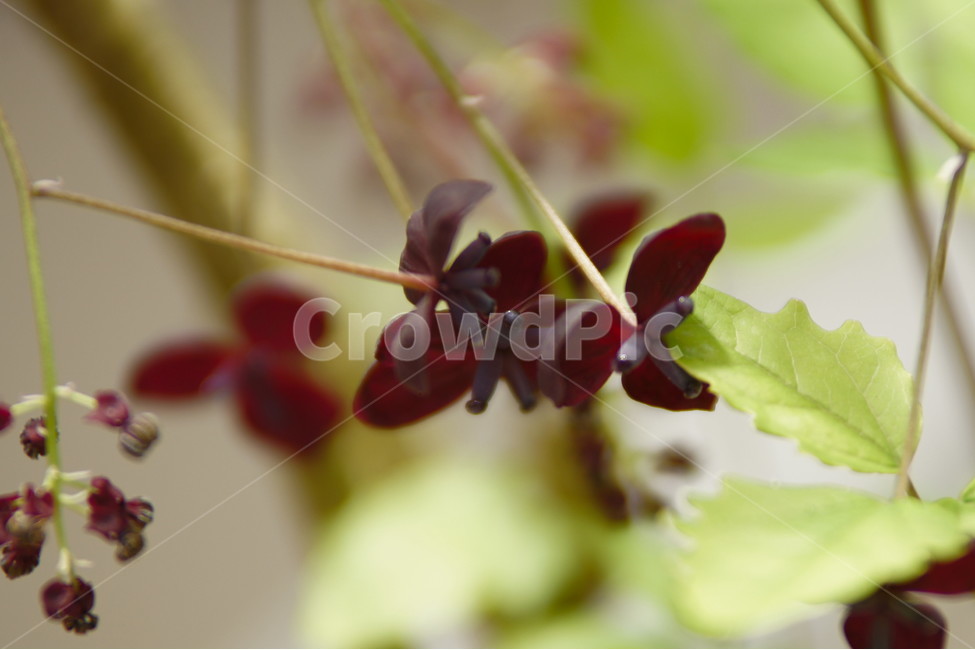 으름덩굴,으름,꽃,야생화,식물,식물,자연,plants,nature,꽃,flower