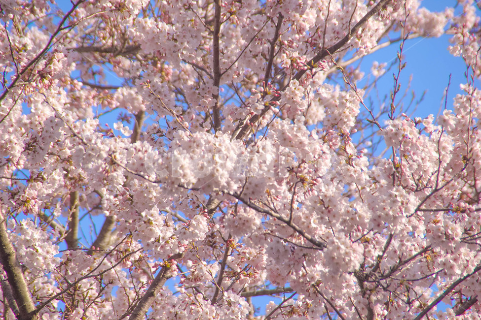 벚꽃,봄꽃,cherryblossom,봄분위기,spring,꽃