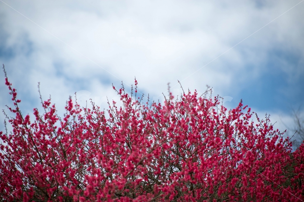 여행,감성,나무,풀,풍경,자연,스냅,꽃,꽃잎,하늘,봄,식물,자연,plants,nature,봄,계절,spring,season,꽃,flower,plant