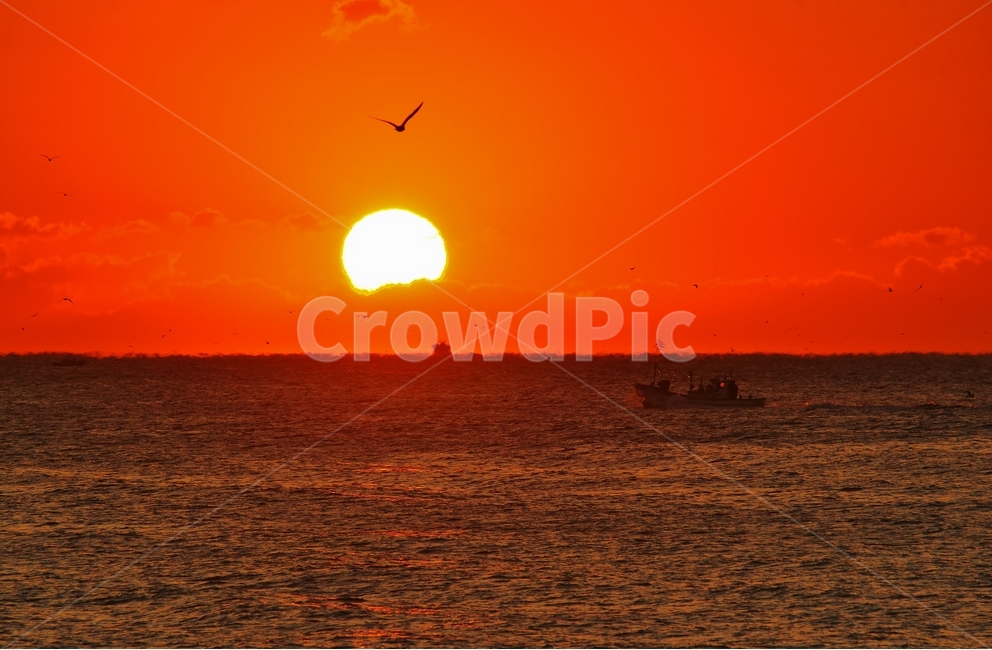 일출,풍경,어부,바다,출항,자연,풍경,nature,landscape,sunlight,햇빛,animal,동물,bird,새
