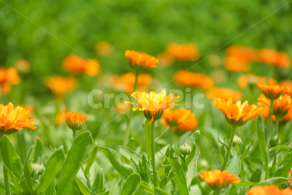 꽃,자연,접사,녹색,힐링,배경화면,신선함,안식처,season,plants,nature,flower,sensible,feeling,색깔,색상,색채,색감,colorsense,colorsensitivity,feelingofcolor,감성,평온함,느낌,휴식