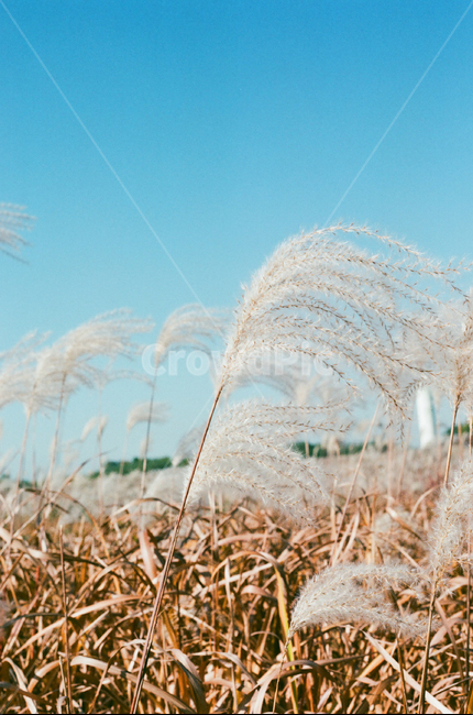 갈대,바람,하늘,푸른하늘,가을,노랑,reed,자연,식물,갈대숲,grass,맑은하늘,가을,계절,fall,autumn,season,식물,자연,plants,nature,plant,잔디,lawn