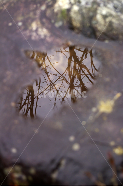 겨울,winter,웅덩이,반영,물,자연,풍경,nature,landscape,puddle,흐리게 하다