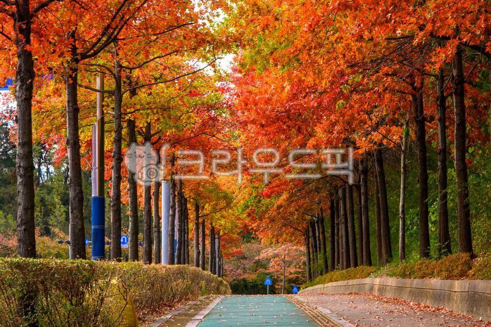 단풍,단풍길,가을,가을길,autumn,가을,계절,fall,autumn,season