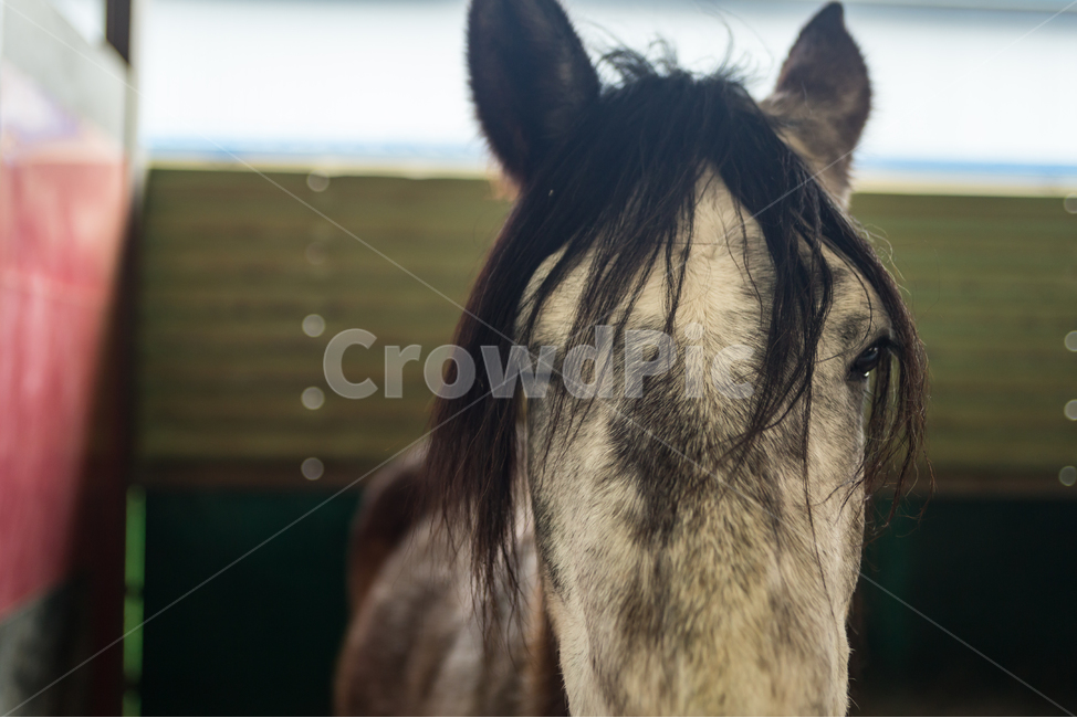 동물,말,페라리,머스탱,윙크,animal,horse,ferrari,mustang,wink,동물,animal,포유류,mammal