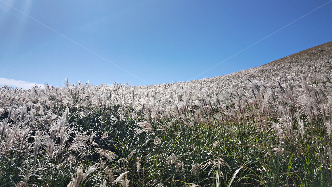 갈대,갈대숲,식물,reed,plant