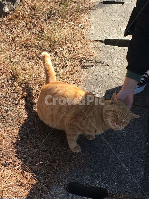 고양이,갈색고양이,친근한,동물,cat