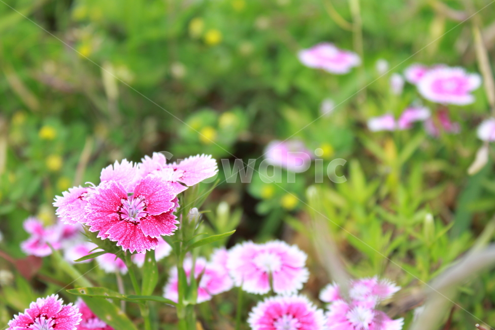 길가,꽃,자연,식물,패랭이꽃,식물,자연,plants,nature,꽃,flower