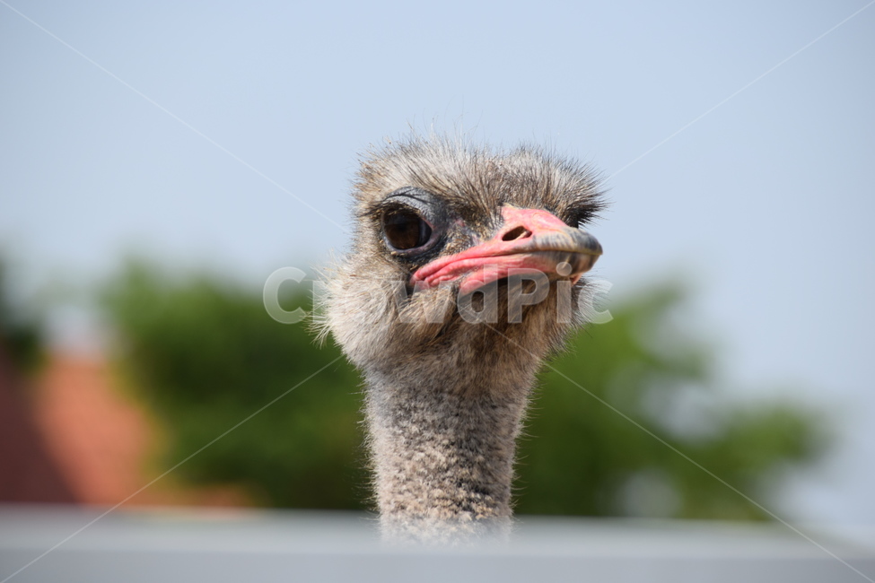 타조,타조머리,동물,아프리카,야생,동물,animal,조류,새,birds