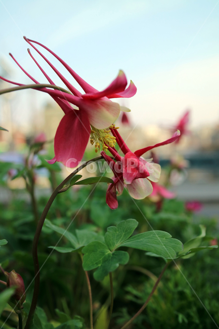 꽃,flowers,봄,식물,계절,정원,꽃밭,컬러풀,클로즈업,자연,꽃잎,가드닝,텃밭,아름다움,뷰티,백그라운드,배경,배경이미지,매발톱,매발톱꽃,야생화,식물,자연,plants,nature,꽃,flower