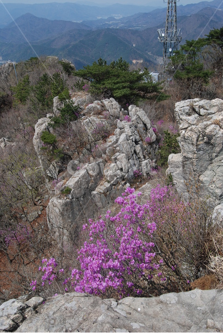달음산,옥정사,철쭉,꽃,자연의위대함,등산로,능선,아름다움,신비스런산,돌,산행,힐링,자연,감성,등산,계절,여행,한국,한국명산,한국등산,풍경,눈,나무,하늘,바람,바람소리,환경,생태계,산,땅,자연,풍경,nature,landscape,한국자연풍경,한국자연경관,korea nature landscape,식물,plants,꽃,flower,outdoors,옥외,plant