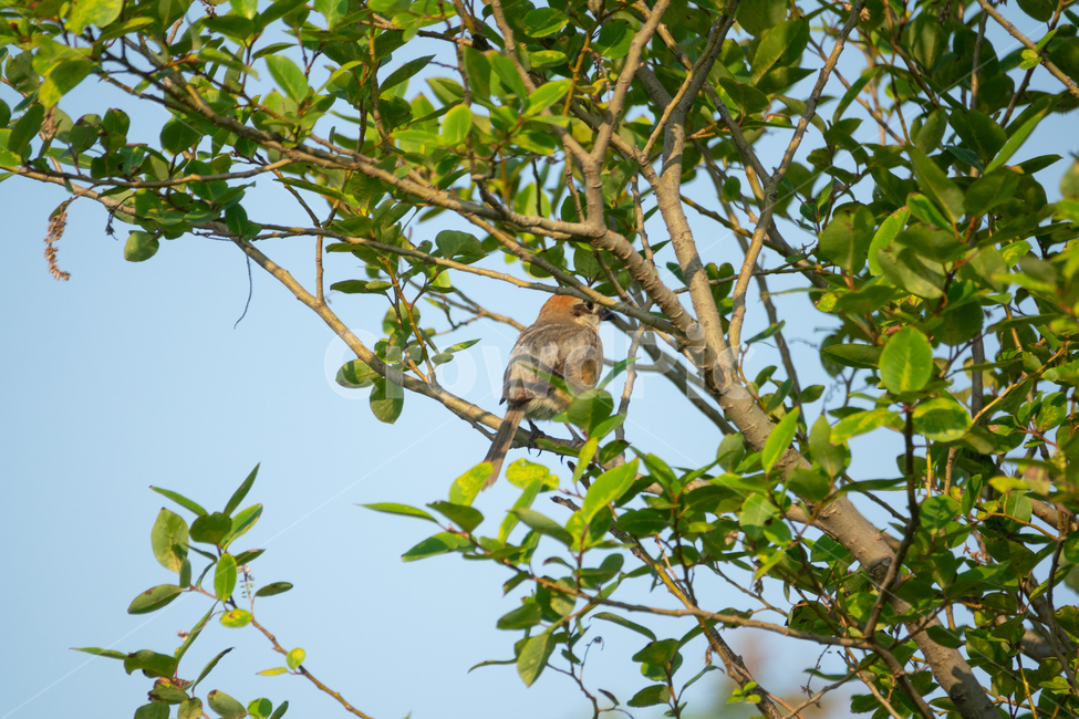 bird,새,탐조,조류,텃새,철새,동물,animal,조류,새,birds