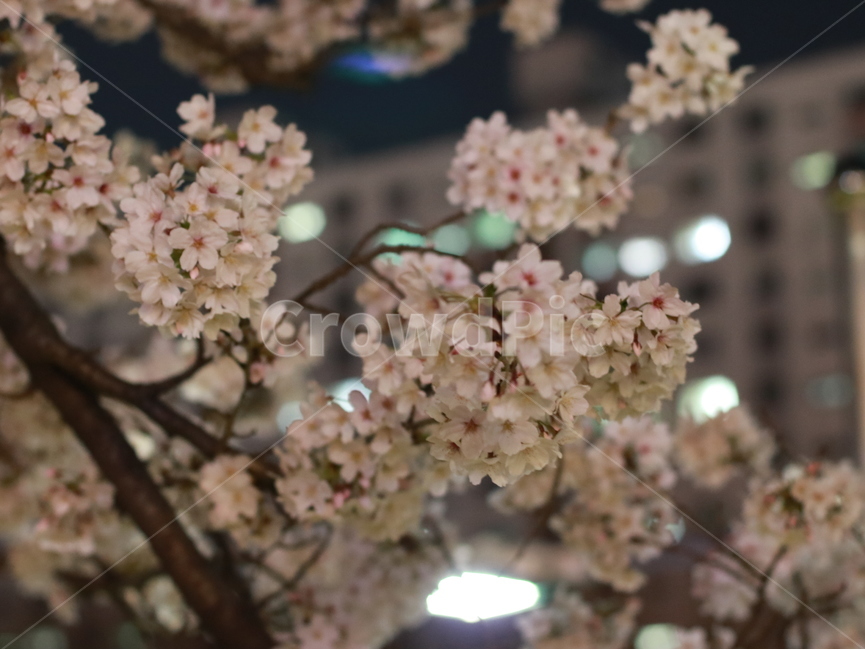 온천천,벚꽃,봄,밤벚꽃,아파트,식물,나무,자연,봄,계절,spring,season,야경,밤,풍경,nightscape,night,landscape,식물,자연,plants,nature,꽃,flower,plant,blossom