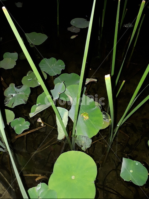개구리,frog,finger,자연,호수,파충류,양서류,reptile,amphibian