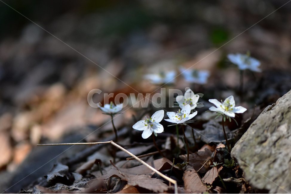 변산바람꽃,2018년,3월,야생화,꽃,생태,식물,자연,들꽃,산꽃,봄,감성,힐링,플라워,계절,시즌,wild,Flower,plants,nature,spring,season,배경,나무,목본,풀,초본,미나리아재비과,너도바람꽃속,flower,생태사진,봄꽃,변산,원조,자생지,오리지널,봄,계절,spring,season,식물,자연,plants,nature,꽃,flower,plant