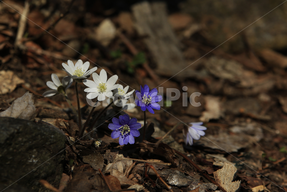 노루귀,청노루귀,야생화,봄야생화,설악산야생화,식물,자연,plants,nature,꽃,flower