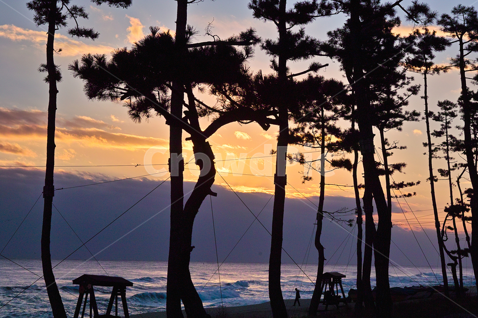 일출,여명,바다와소나무,아침노을,동해바다,자연,풍경,nature,landscape,실루엣,그림자,silhouette,shadow,sky,하늘,outdoors,옥외,sunset,일몰,dusk,황혼,dawn,새벽,red sky,붉은 하늘