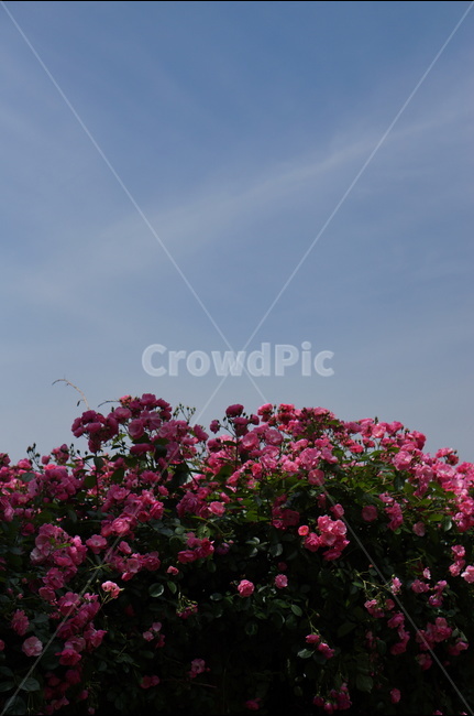장미,꽃,풍경,핑크,5월,식물,자연,plants,nature,꽃,flower